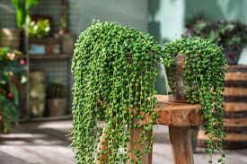 Image result for Senecio striatifolius