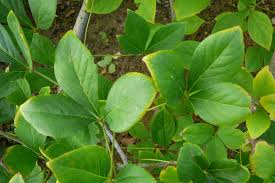 Image result for Distephanus divaricatus