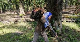 Usaha pengolahan lidi kelapa sawit di tengah masyarakat kabupaten pasaman barat, sumatra barat (sumbar) didukung potensi sawit di daerah itu. Angkat Buah Kelapa Sawit Bukan Masalah Buat Syazwani
