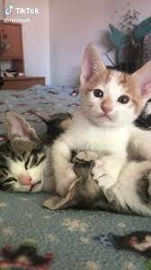 Pin By Ebonato On Video Hewan Lucu Video In 2020 Funny Animal Videos Cute Animals Funny Animals