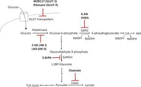 Cell growth inhibition is determined after 48 h by the celltiter 96® aqueous nonradioactive cell proliferation assay. Manipulation Of Glucose And Hydroperoxide Metabolism To Improve Radiation Response Sciencedirect