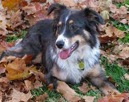 Annie The Australian Shepherd Mix Border Collie Dogs And Puppies Australian Shepherd