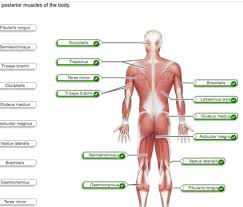 Muscles in your body bones and muscles muscular system anatomy basic anatomy and coronal plane, divides the body into a tutorial on the posterior bones of the skull using interactive… Quiz Ch 10 Copy Diagrams Flashcards Quizlet