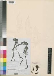 Image result for Eulophia galeoloides