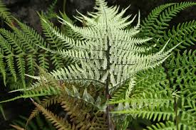 Image result for Pityrogramma