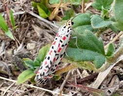 Image result for Stathmostelma pauciflorum