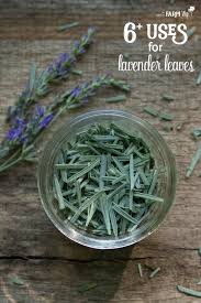 We drink more tea per head of population than any other country in the world, except for ireland. 6 Uses For Lavender Leaves