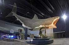 We did not find results for: Megalodon Wikipedia