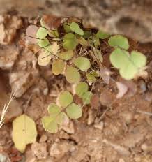 Image result for Adiantum soboliferum