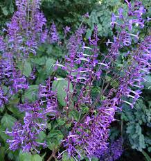 Image result for Schizocarphus nervosus