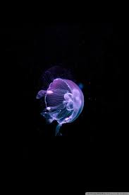The cold seas of the arctic; Jellyfish Deep Blue Sea Hd Desktop Wallpapers High Definition Desktop Background