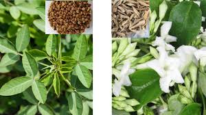 Image result for Crotalaria torrei