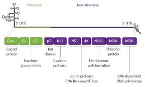 Era Of Direct Acting Anti Viral Agents For The Treatment Of