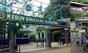 Adopt me codes june 2020 (updated;1 min ago. Kebun Binatang Bandung Spot Foto Kebun Binatang Bandung