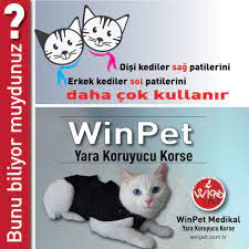 erkek ve disi kediler hakkinda bu kucuk ayrintiyi biliyor muydunuz winpet yarakoruyucukorse yarakoruyucuelbise mutlupatiler w kedi kopek biliyor muydunuz