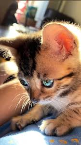 Crystal Eyes Animals Crystal Eye Cats