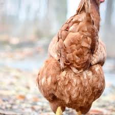Oct 14, 2012 · my chickens' seven favorite weeds 1. Feed Chickens Naturally For Free With Perennial Weeds Chicken Eating Chickens Chicken Feed