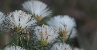 Image result for Dicoma tomentosa