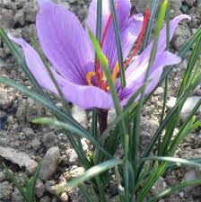 Top des prénoms en france (2020) septembre 22, 2020; Crocus Sativus Bio Le Bulbe A Safran Culture Et Conseils Ferme De Sainte Marthe