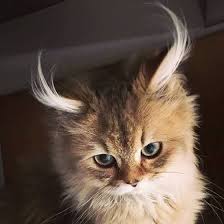 Bir Uyemizin Sorusu Var Soyle Kedim Kedi Severleri Beklerim Facebook