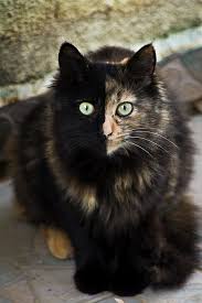 My Kitten Is Dressed In A Tortoise Shell Suit And I Know You Will Delight In Her William Cowpers Gorgeous Cats Cats Pretty Cats