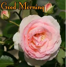 A beautiful image to share with friends and family, wishes you a wonderful day is simply wonderful. Good Morning Rose Images Photos Pics Wallpaper With Flower