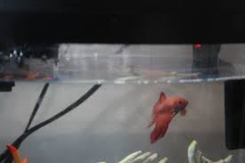 I was given a new betta fish the other day. Why And How Do Betta Fish Fight