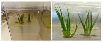 Image result for Isoetaceae