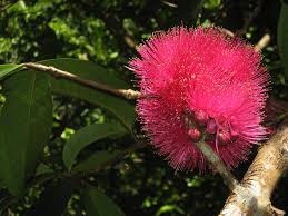 Image result for Syzygium niassense