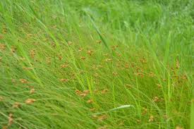 Image result for Carex mildbraediana