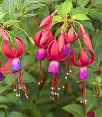This is a plastic mat full of spikes. 20 Common Plants Safe For Cats And Dogs Garden Design