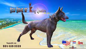 Our Favorite Dog In The Entire World Is Here Imported To Usa King Quattro Brn 16681 Is The Sire To Our Ner Puppy Training Shepherd Puppies Dutch Shepherd Puppy
