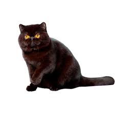 British Shorthair Cat Breed Profile Purina