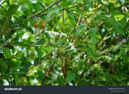 Image result for Volkameria