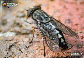 Maybe you would like to learn more about one of these? Horse Fly Tabanus Spp