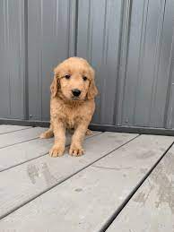 We are truly a family of doodle breeders of integrity you can trust with the purchase of your goldendoodle. Meet Maggie Female Ica Goldendoodle Puppy For Sale In Tuscola Illinois Goldendoodle Goldendoodlepuppiesforsale Puppies Retriever Puppy Dogs And Puppies
