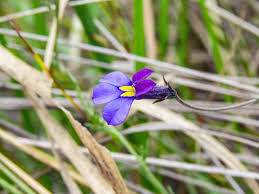 Image result for Lobelia welwitschii