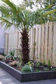 palmboom in kleine tuin tuin ideeen on pinterest tuin lounges and lounge chairs tuin tuin decoratie tuin ideeen