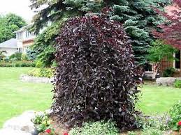 Grows the same as river's beech but leaves have a striking pink and white edge. Weeping Purple Beech Garden Plant Evergreen Trees Chicago Garden Designers