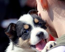 Carnea contine proteine de care cainele are nevoie, dar asta nu inseamna ca ii dai numai carne. A Dog S Blog Fiecare Caine Are In Spate O Poveste Extraordinara Trebuie Doar Sa Vrei Sa O Asculti