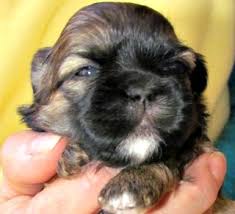 The teacup shih tzu has a serious appeal. Overivew Of Puppy Development