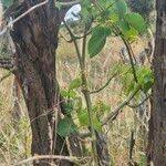 Image result for Schizostephanus alatus