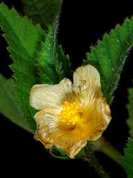 Image result for Sida rhombifolia