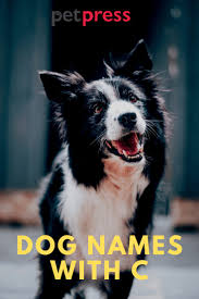 These names will most likely confuse your dog. Dog Names Starts With C Popular 230 Male Female Dog Names