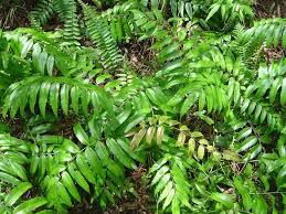 Image result for Blechnum tabulare