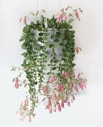 39 Really Beautiful Kalanchoe Varieties In 2020 Inside Plants Plants House Plants