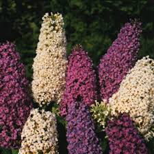 Image result for buddleia davidii