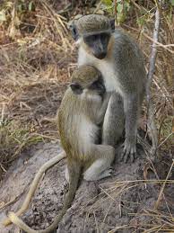 These include the habitat or enclosure, health care, as well as daily necessities as you can see, owning and taking care of a monkey can get pricey fast. Green Monkey Wikipedia
