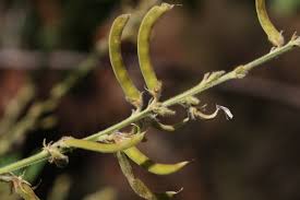 Image result for Tephrosia rhodesica