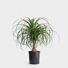 With origins from madagascar and south india, this palms natural climate is subtropic, which can be imitated indoors. Greenery Unlimited Ponytail Palm Care